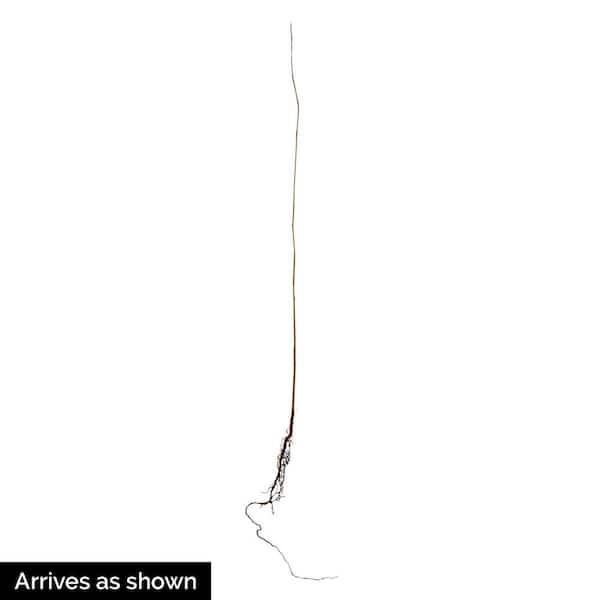Yellow Flowering Spicebush Lindera Dormant Bare Root Starter Shrubs (2-Pack)