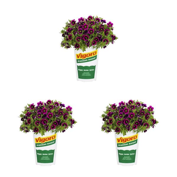 Vigoro 2 qt. Calibrachoa Million Bells Cabaret Cabaret Good Night Kiss Purple Bicolor Annual Plant (3-Pack)