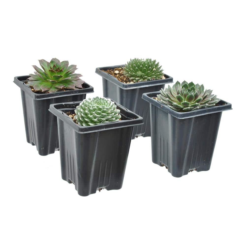 1.0 QT. Perennial Assorted Sempervivum Succulent (Hens and Chicks) (4-Pack)
