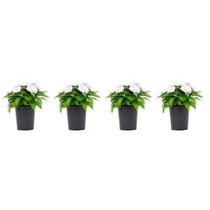 1 Qt. Compact White SunPatiens Impatiens Outdoor Annual Plant with White Flowers in 4.7 in. Grower's Pot (4-Plants)
