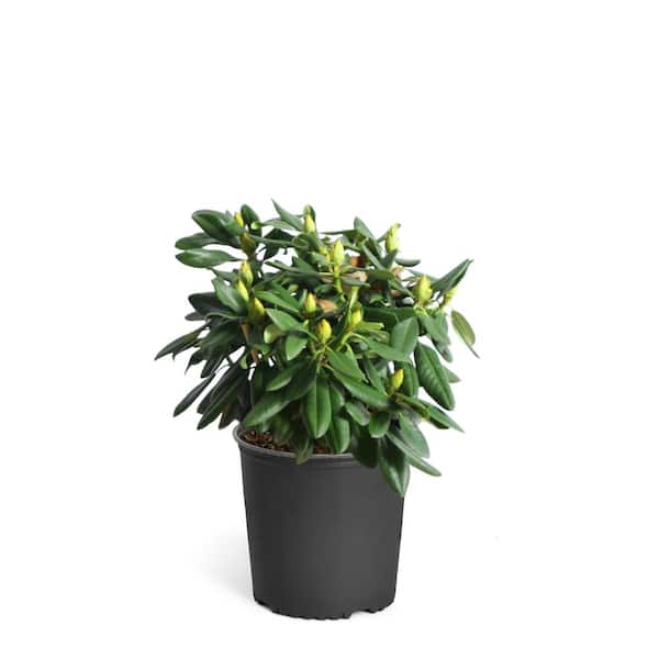 Brighter Blooms 3 Gal. Flowering Rhododendron with Shrub Lavender Blooms