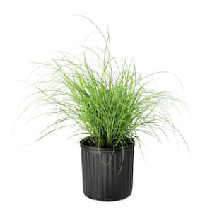 3 gal. Adagio Grass Plant
