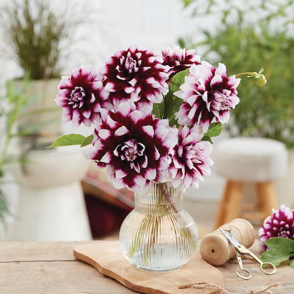 VAN ZYVERDEN Van Zyverden Dahlias Mystery Day Set of 3 Bulbs 84118