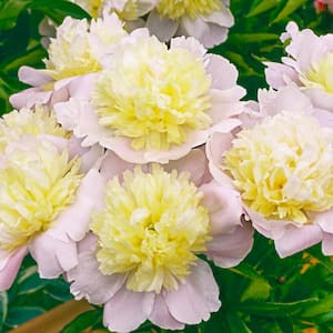 White and Pink Colored Flowers Primevere Peony (Paeonia) Live Bareroot Perennial Plant (1-Pack)