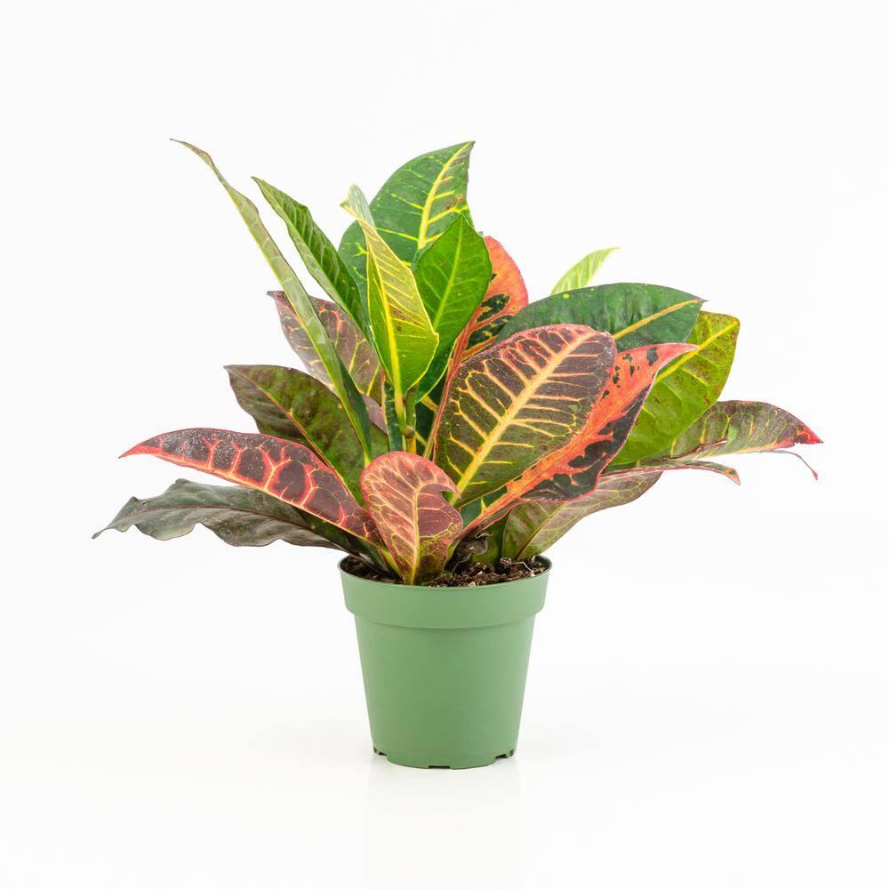 6 in Croton Petra Ornamental Plant in Green Container - 2 Pack