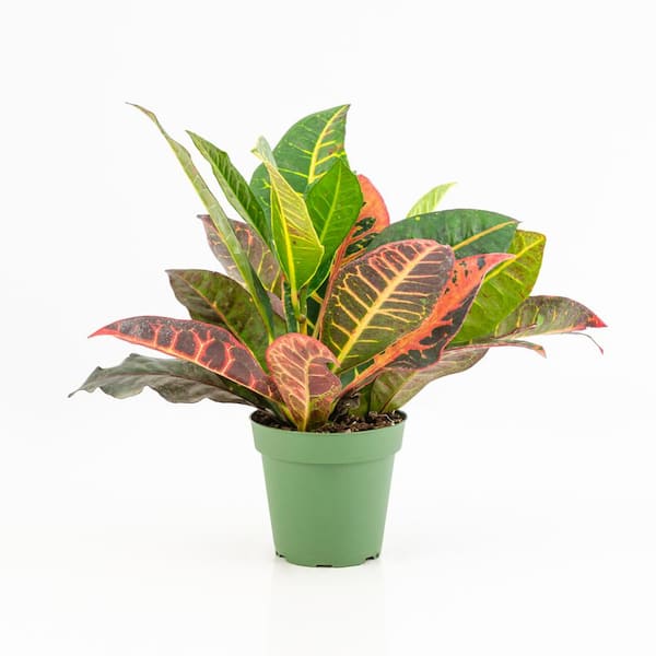national PLANT NETWORK Croton Petra Codiaeum Plant in 6 in. Grower Container (2-Pack)