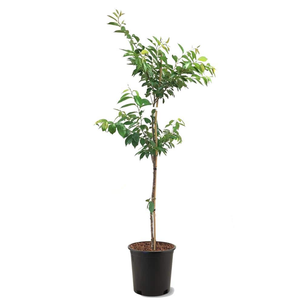 5 Gal. Akebono Pink Flowering Deciduous Ornamental Cherry Tree