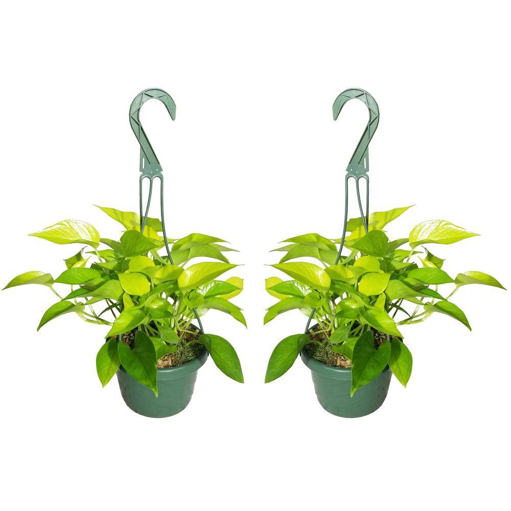 Neon Pothos Plant in 6 in. Hanging Basket (2Pack) 2PkHBNoeP The Home