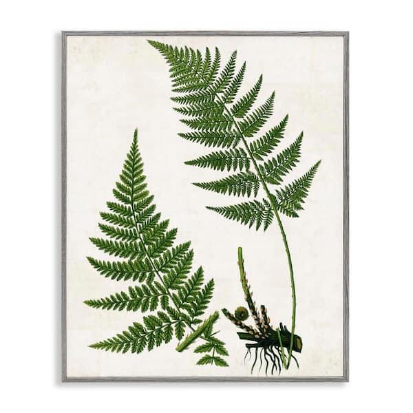 Stupell Industries Two Ferns Nature Study by Susan Arnot Gray Framed Nature Giclee Art Print 30 in. x 24 in.
