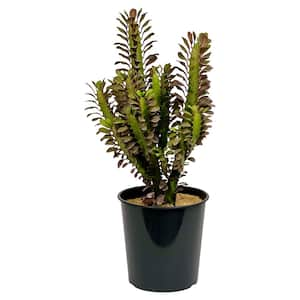 1.5 Gal. Cactus Euphorbia (Trigona Rubra) in 8.25 in. Grower's Pot