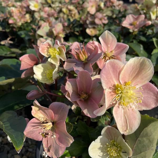 Alder & Oak #2 Container Hellebore 'Mohagany Snow' Plant