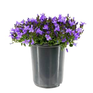 2.5 qt. Campanula Portenschlagiana Catharina Perennial Plant with Purple Flowers (1-Pack)