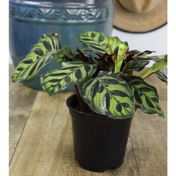 dracaena golden coast care Dracaena Golden Heart main image 1