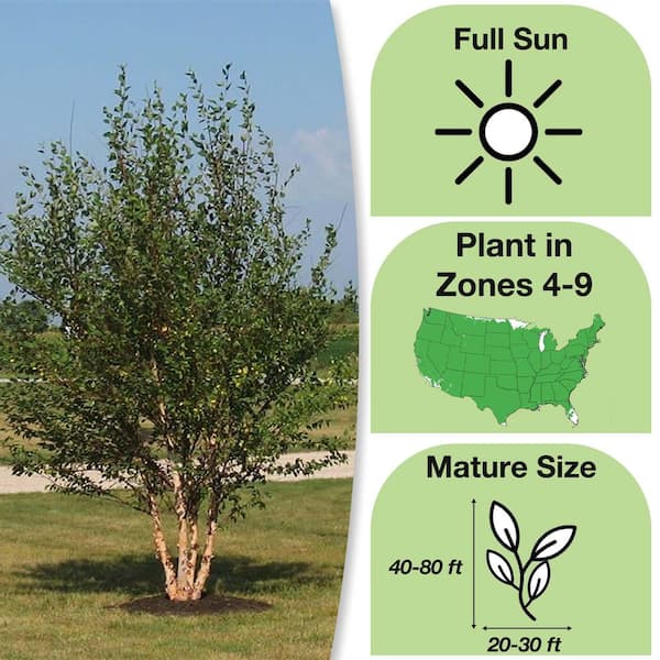 5 Gal. River Birch Tree (2-Pack)