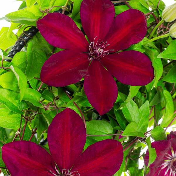 clematis Clem-Ernest-Markham2.jpg