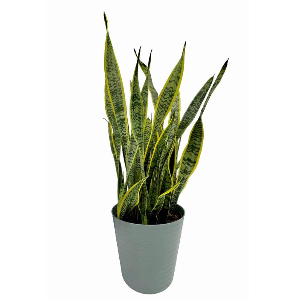 succulent key lime pie BubbleBlooms Pie Crust Succulent, Key Lime Pie Crinkle Leaf Plant, 4 inch main image 1
