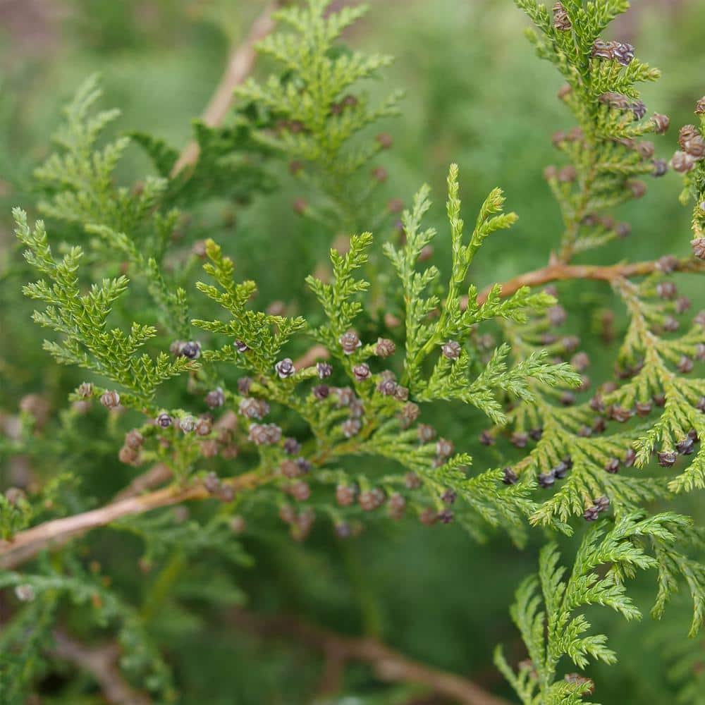Cedar Rapids Evergreen Cypress Shrub in 2-Gallon Container