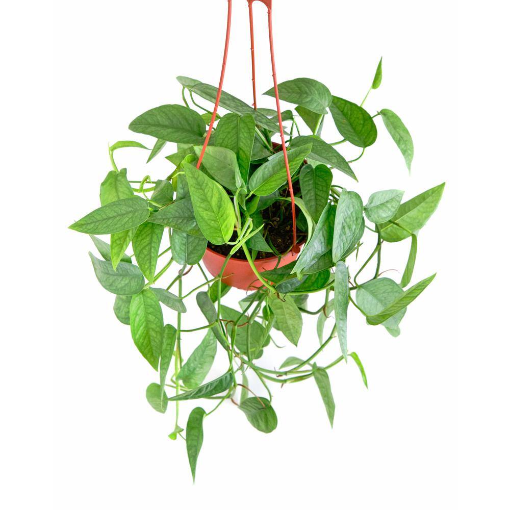 Large Green Epipremnum Aureum Pothos in Brown Grower Pot