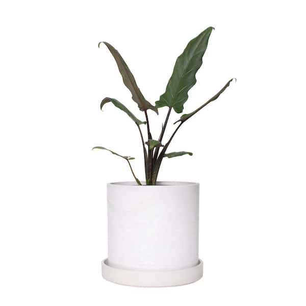 national PLANT NETWORK 7 in. Stonewash Recycled Pot with Saucer and 6 in. Alocasia Lauterbachiana (1-Piece)
