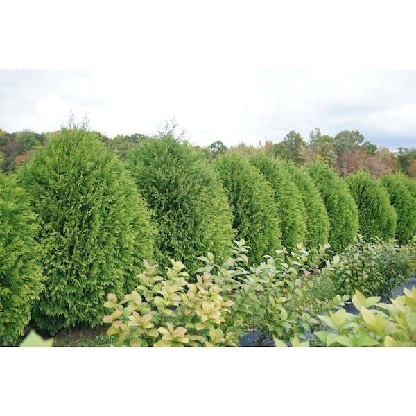 PROVEN WINNERS 1 Gal. Cheer Drops Arborvitae (Thuja) Live Plant