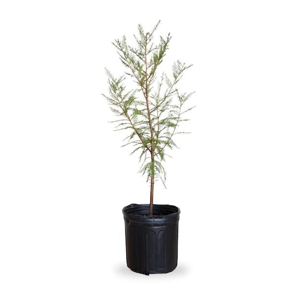 FLOWERWOOD 2.5 Gal Weeping Willow Tree, Green Deciduous Tree