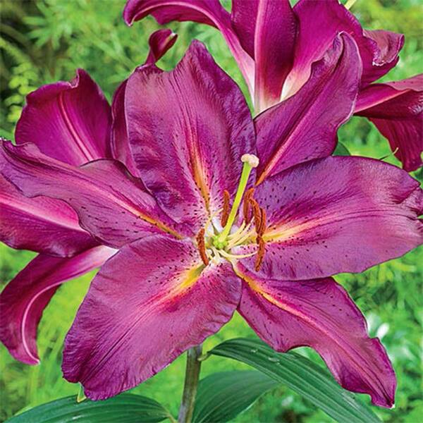 Breck's Oriental Lily Gran Turismo Bulbs (5-Pack)