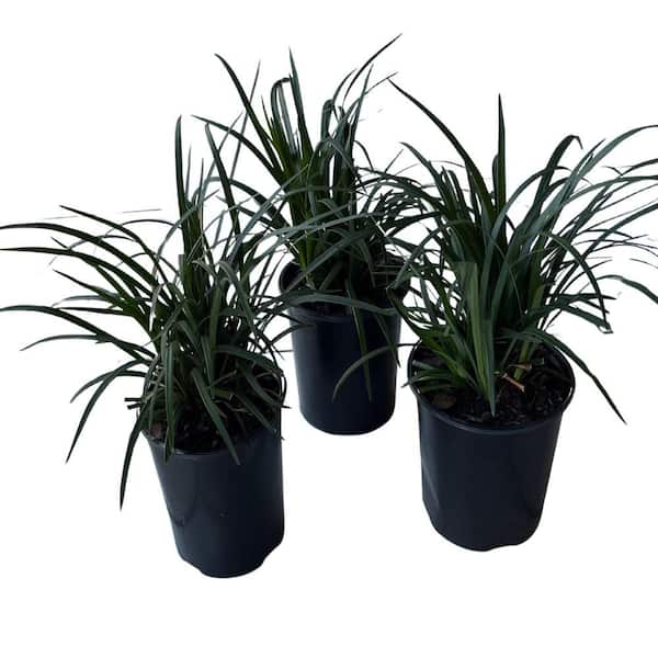 1 gal. Super Blue Lilyturf Liriope Grass Plant (3-Pack)