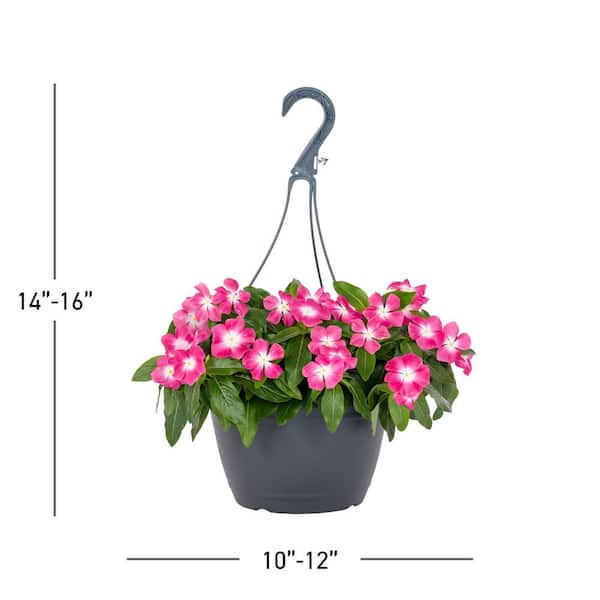 専用＊ミニミニタッセル❁ハワイアンカラー❁フラワーコンチョ付き METROLINA GREENHOUSES 1.25 Gal. Vinca Catharanthus Pink Decorative