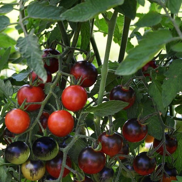 national PLANT NETWORK 2.5 in. Tomato Midnight Snack Plant 3-Piece