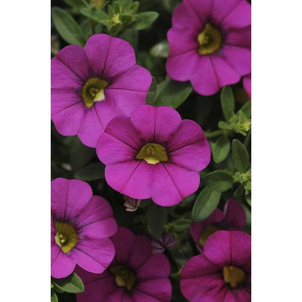 Vigoro 1.8 Gal. Calibrachoa Mini Purple in 11 in. Hanging Basket