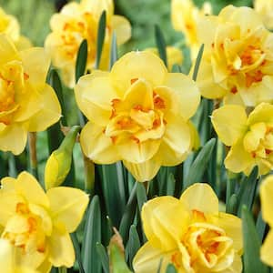 16/18 cm, Tahiti Double Daffodil Flower Bulbs (Bag of 25)