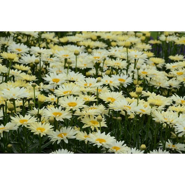 1 Gal. White Flowers Amazing Daisies Daisy Banana Cream (Leucanthemum) Live Plant, Yellow Flowers