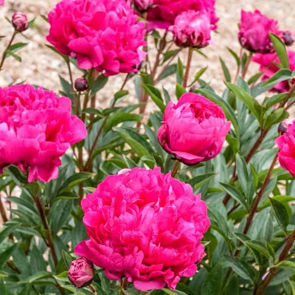 Spring Hill Nurseries Kansas Red Flowering Peony (Paeonia