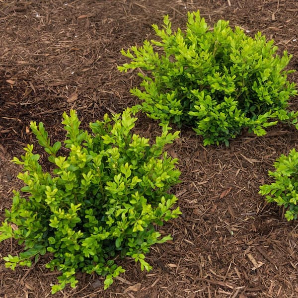 Spring Hill Nurseries 2.50 Qt. Pot Mont Bruno Boxwood (Buxus), Live Broadleaf Evergreen Shrub (1-Pack)