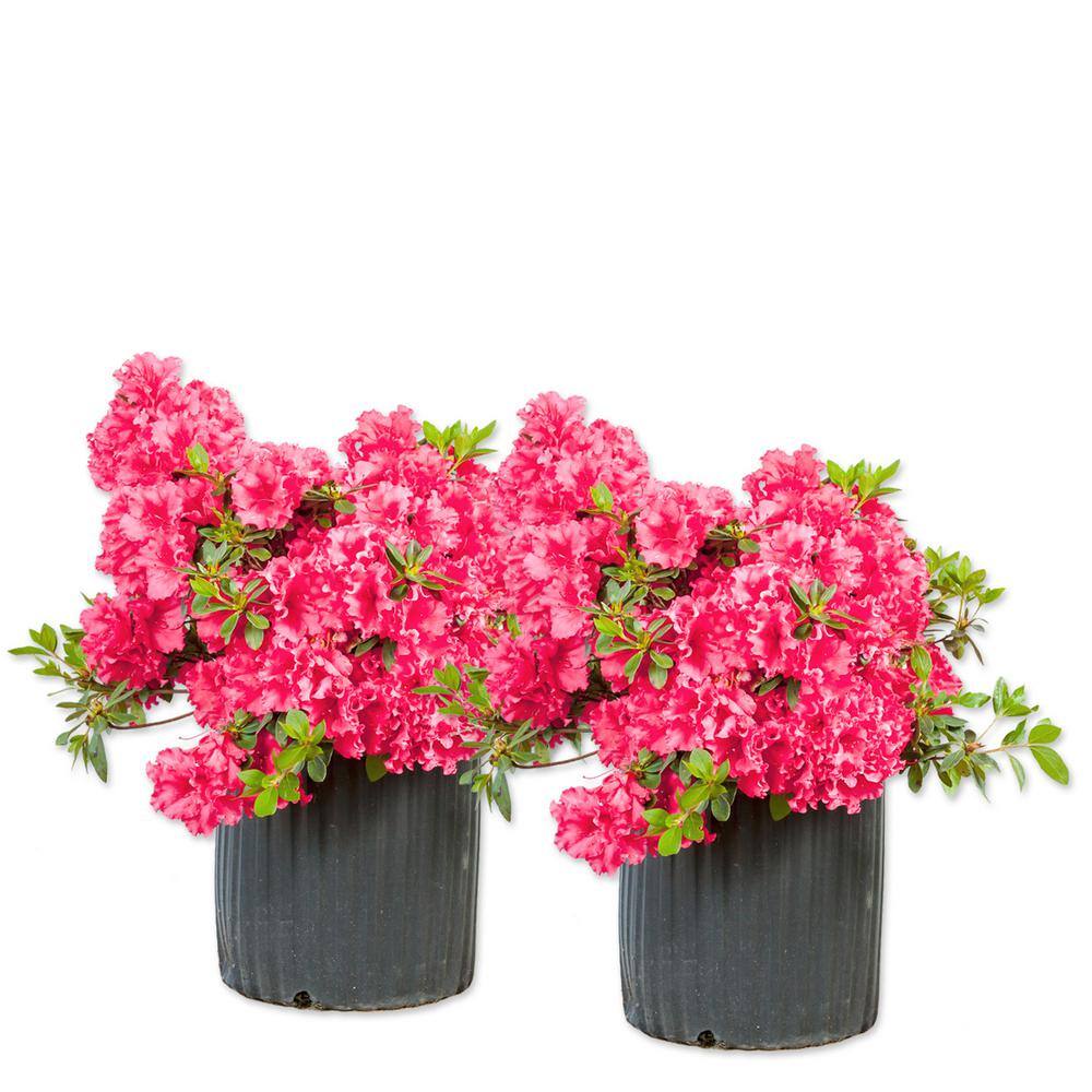 #3 Red Ruffle Azalea Shrub (2-Pack)
