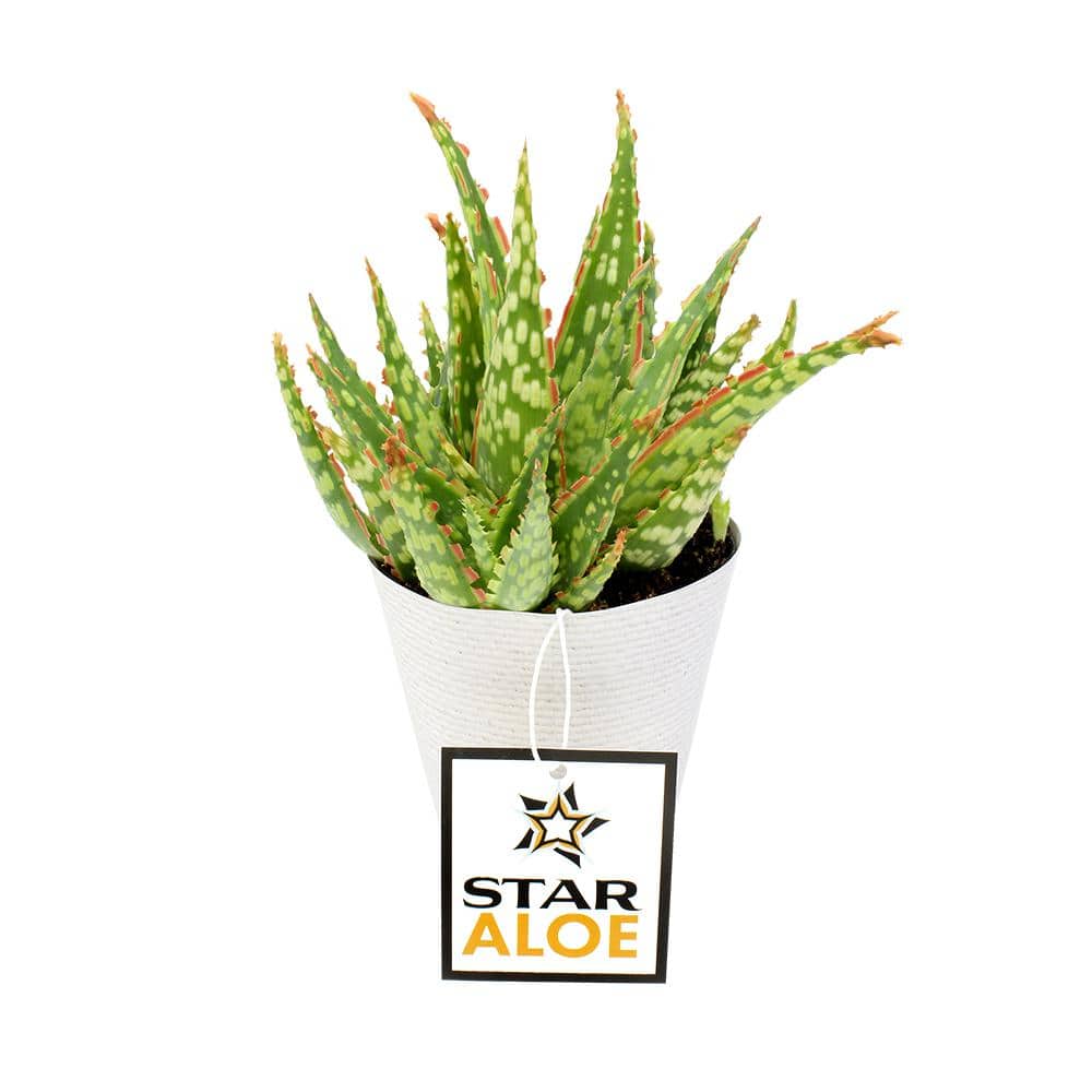 Star Aloe 3.5" Multicolor Plastic Planter Cactus