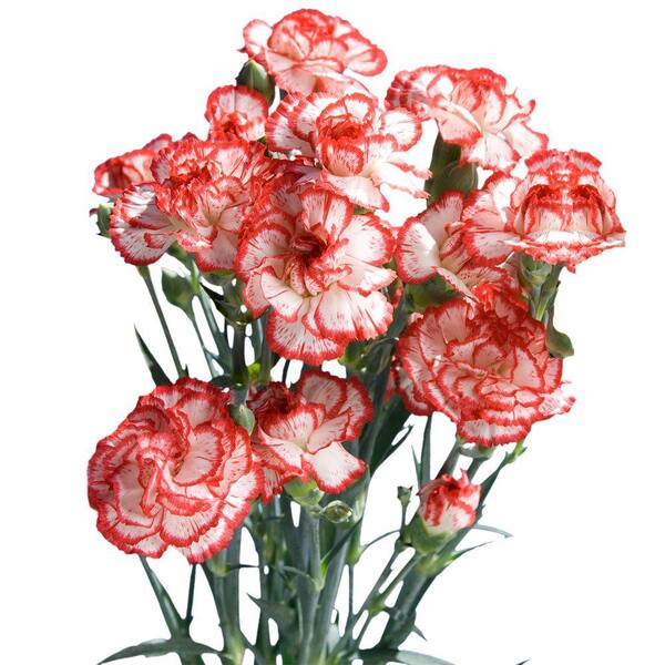 Globalrose Fresh Christmas Color Mini Carnations (160 Stems - 640 Blooms)