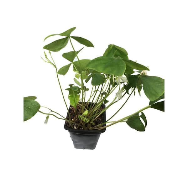 pachira money tree fertilizer Pachira aquatica (money tree)