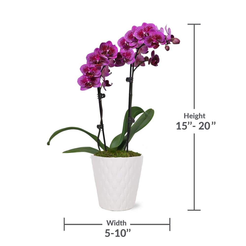 Purple Petite Orchid in White Ceramic Pot