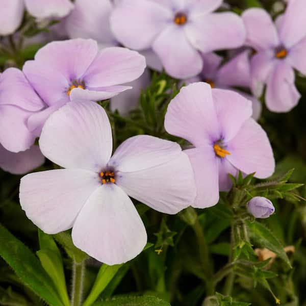 2 qt. Phlox Divaricata Woodland Lilac Purple Perennial Plant (3-Pack)