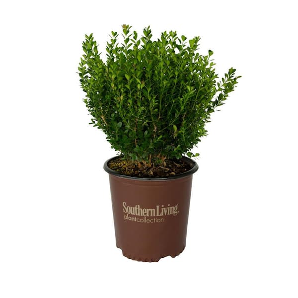 2 Gal. Boxwood Baby Gem, Live Shrub Plant, Glossy Green Foliage