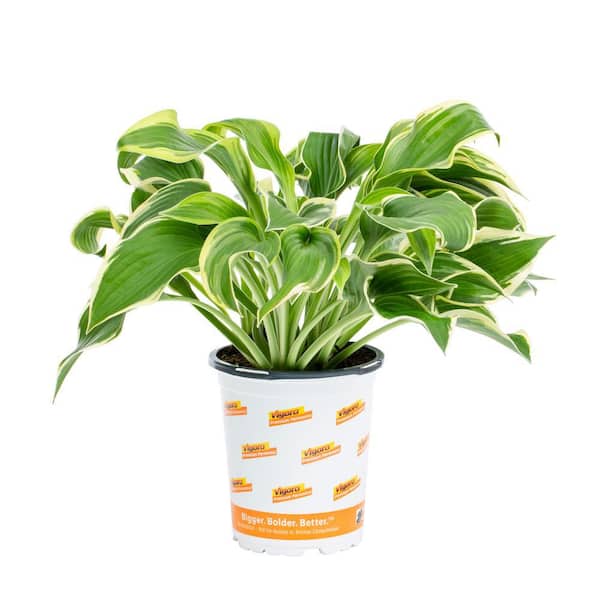 Vigoro 1 Qt. Green Variegated Wide Brim Hosta Perennial Plant