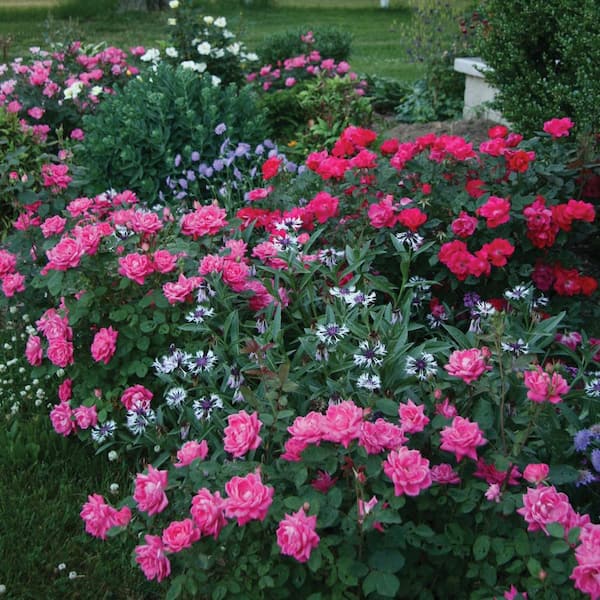 Pink♡Rose KNOCK OUT 1 Gal. Pink Double Knock Out Rose Bush with Pink