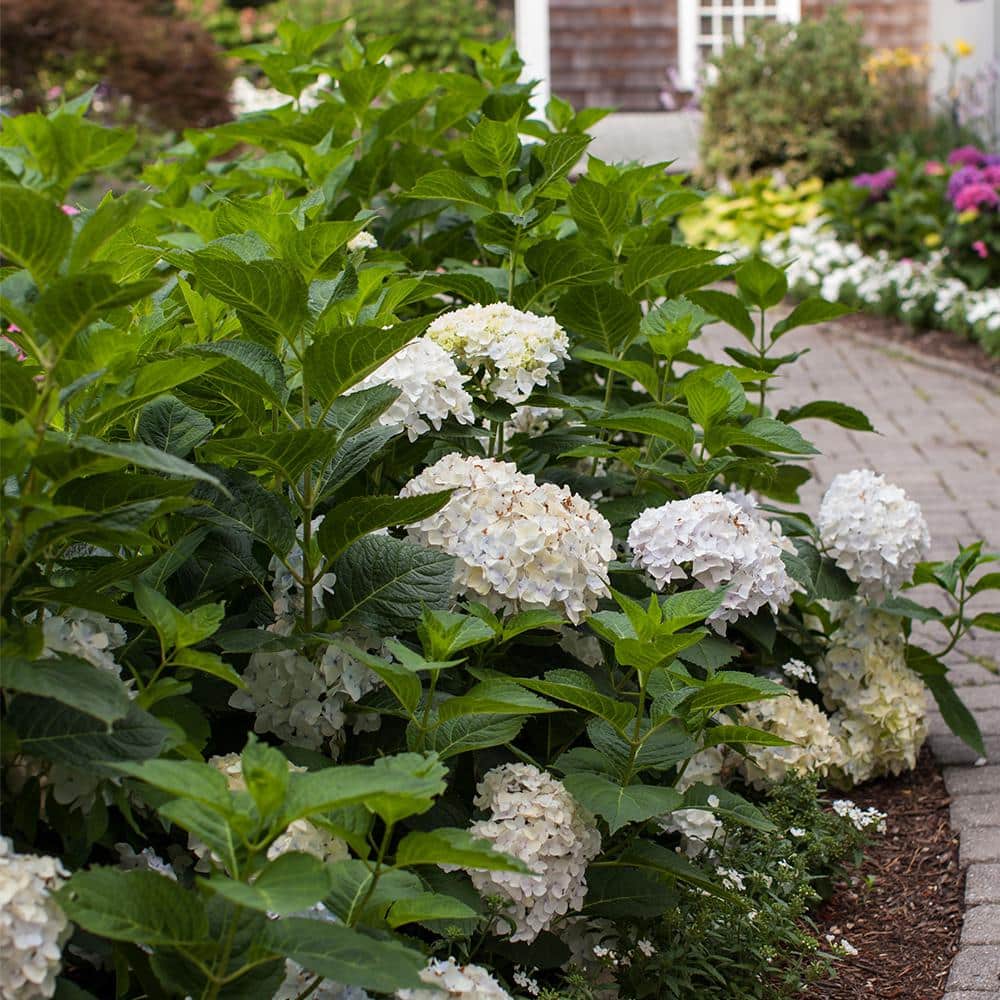 2 Gal. Blushing Bride Reblooming Hydrangea Flowering Shrub with White to Blush Pink Flowers