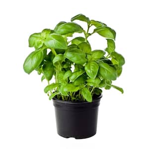 Basil Genovese Super Sweet Basil Live Vegetable Garden Plant In 6 in. Grower Pot (Includes 1 Plant)