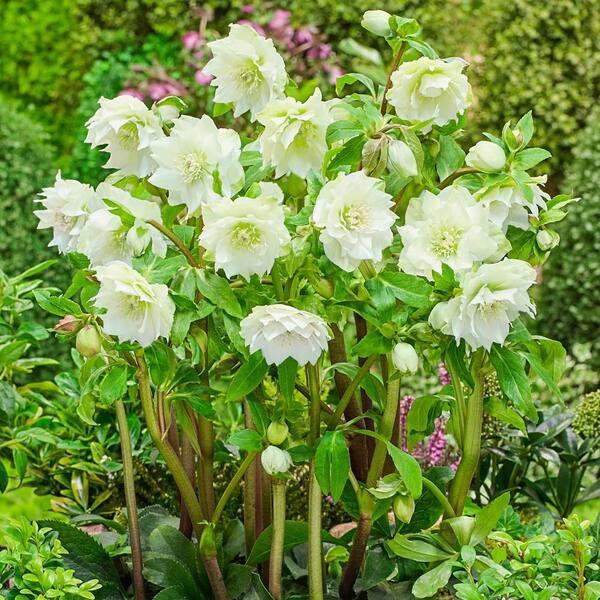 Spring Hill Nurseries 3 in. Pot Great White Double Lenten Rose (Helleborus) Live Potted Perennial Plant White Flowers (1-Pack)