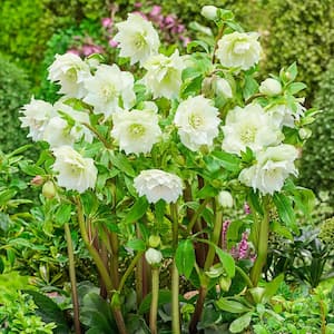 Great White Double Lenten Rose Hellebore Bare Root Flowering Perennial Starter Plant (1-Pack)