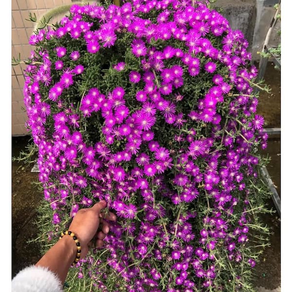 Pink Ice Plant Pink Blossom Color, Suitable for Spring Summer Fall