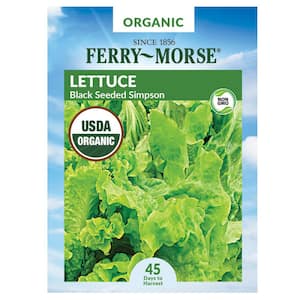 Organic Lettuce Black Seeded Simpson Vegetable Seed