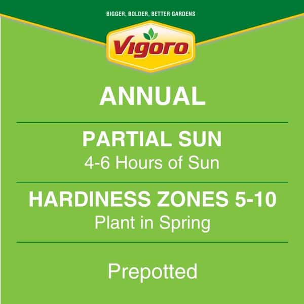 Vigoro 2.5 Qt. Spiderwort Inch Tradescantia Plant in 6.33 in